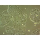 吉妮欧 JNO-H0141 SW1116 人结肠腺癌细胞