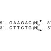 NEB R0539 BbsI 10,000 units/ml