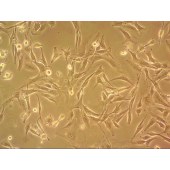 吉妮欧 JNO-M0211 C2C12 小鼠成肌细胞