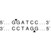 NEB R3136 BamHI-HF 100,000 units/ml