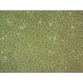 吉妮欧 JNO-Q0028 BEND 牛子宫内膜上皮细胞