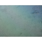 吉妮欧 JNO-Q0039 PIEC 猪髋动脉内皮细胞