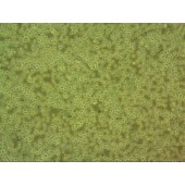 吉妮欧 JNO-H0761 OCI-AML5 人急性粒白血病细胞