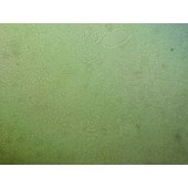 吉妮欧 JNO-Q0021 F81 猫肾细胞