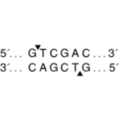NEB R0138 SalI