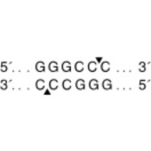 NEB R0114 ApaI