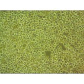 吉妮欧 JNO-Q0041 SF9 昆虫细胞