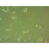 吉妮欧 JNO-H0233 SCC-4 人舌鳞癌细胞
