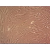 吉妮欧 JNO-H0445 HEB 人脑星型胶质正常细胞