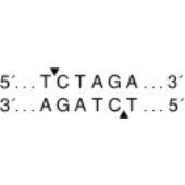 NEB R0145 XbaI(20,000 units/ml)