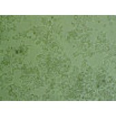 吉妮欧 JNO-H0117 CW-2 人结肠腺癌细胞