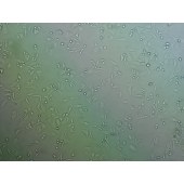 吉妮欧 JNO-Q0022 PG-4 猫星形脑胶质细胞