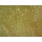 吉妮欧 JNO-H0159 HepG2 人肝癌细胞