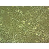 吉妮欧 JNO-H0803 VK2/E6E7 人阴道上皮细胞