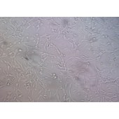 吉妮欧 JNO-Q0018 CEF 鸡成纤维细胞