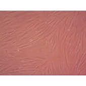 吉妮欧 JNO-H0443 HA1800 人正常星形胶质细胞