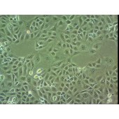 吉妮欧 JNO-Q0010 MA-104 恒河猴肾细胞