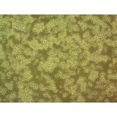 吉妮欧 JNO-Q0016 B95-8 绒猴EBV转化的白细胞