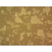 吉妮欧 JNO-M0096 Neuro-2a 小鼠脑神经瘤细胞