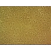 吉妮欧 JNO-M0090 MC3T3-E1 Subclone 14 小鼠颅顶前骨细胞亚克隆
