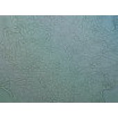 吉妮欧 JNO-H0024 Calu-3 人肺腺癌细胞（胸水）