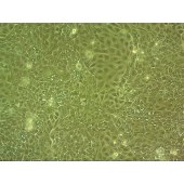 吉妮欧 JNO-Q0003 MDCK 狗肾细胞