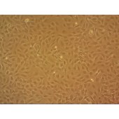 吉妮欧 JNO-M0141 IEC-6 大鼠小肠上皮细胞系
