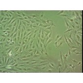 吉妮欧 JNO-Q0035 PK15 猪肾细胞系