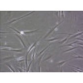 吉妮欧 JNO-H0319 HS68 人正常龟头成纤维细胞