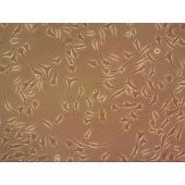 吉妮欧 JNO-M0071 L929 小鼠成纤维细胞