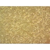 吉妮欧 JNO-M0134 STC-1 小鼠小肠内分泌细胞系细胞