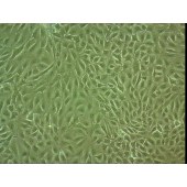 吉妮欧 JNO-Q0037 IPEC-J2 猪小肠上皮细胞