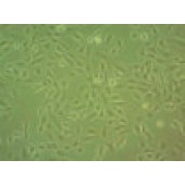 吉妮欧 JNO-H0226 HSC3 人口腔鳞癌细胞