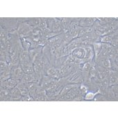 TSINGKE TC‒H0035 SK-MES-1 人肺鳞癌细胞