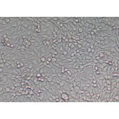 TSINGKE TC‒H0091 HGC-27 人胃癌细胞