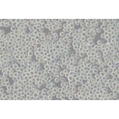 TSINGKE TC‒H0235 MOLM-13 人急性髓细胞白血病细胞