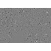 TSINGKE TC‒H0216 T98G 人脑胶质母细胞瘤