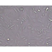 TSINGKE TC‒H0173 PC3 人前列腺癌细胞