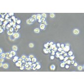 TSINGKE TC‒H0239 HEL 人红白细胞白血病细胞