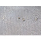 TSINGKE TC‒H0154 TCCSUP 人膀胱癌细胞