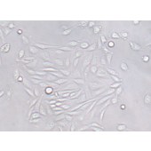 TSINGKE TC‒X0008 CHO 中国仓鼠卵巢细胞