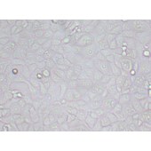 TSINGKE TC‒X0003 MDBK 牛肾细胞