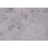 TSINGKE TC‒R0032 MEL 小鼠红白血病细胞