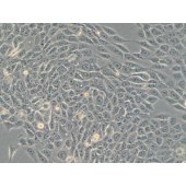 TSINGKE TC‒H0136 SAS 人舌鳞癌细胞