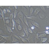 TSINGKE TC‒H0173 PC3 人前列腺癌细胞