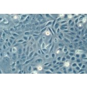 TSINGKE TC‒H0300 SV-HUC-1 人膀胱上皮永生化细胞