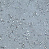 TSINGKE TC‒H0026 NCI-H1573 人非小细胞肺腺癌细胞