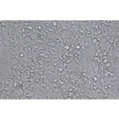 TSINGKE TC‒R0039 P19 小鼠畸胎瘤细胞