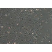 TSINGKE TC‒H0284 SW1990 人胰腺癌细胞（二级腺癌）