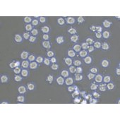 TSINGKE TC‒H0227 HL-60 人早幼粒急性白血病细胞